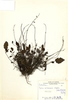 藏品(阿里山紫緣花鼠尾草)的圖片